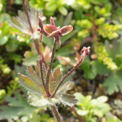 Anemonastrum biarmiense