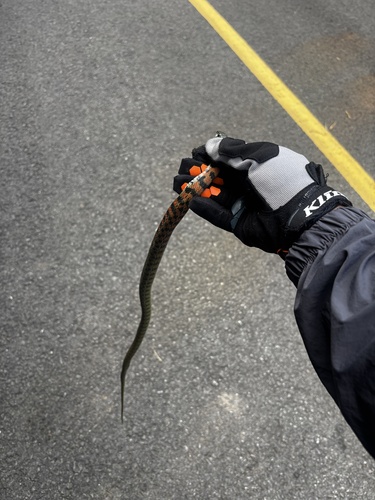 Chinese Tiger Keelback
