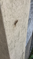Scutigera coleoptrata