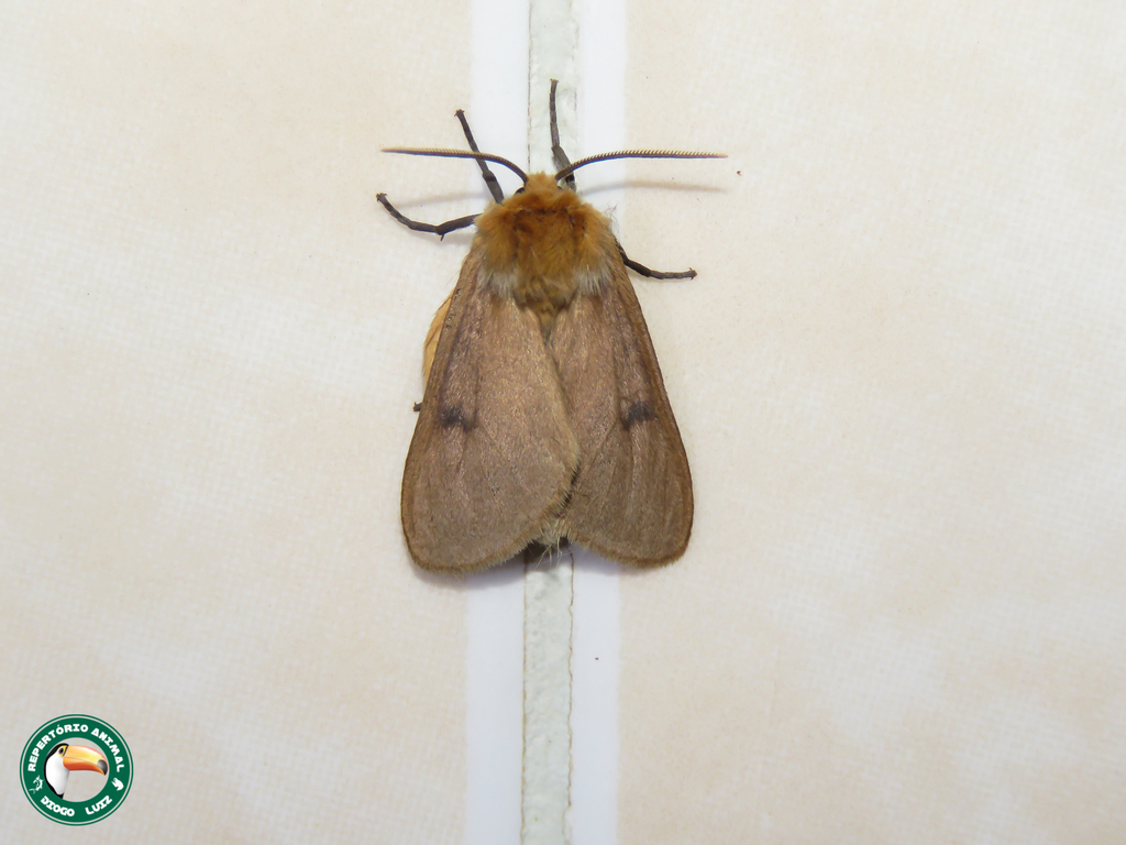 Metarctia burra