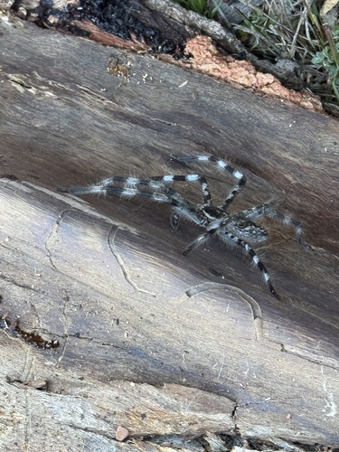 Eastern Banded Huntsman