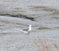 Larus crassirostris