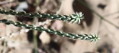 Devil's Horsewhip