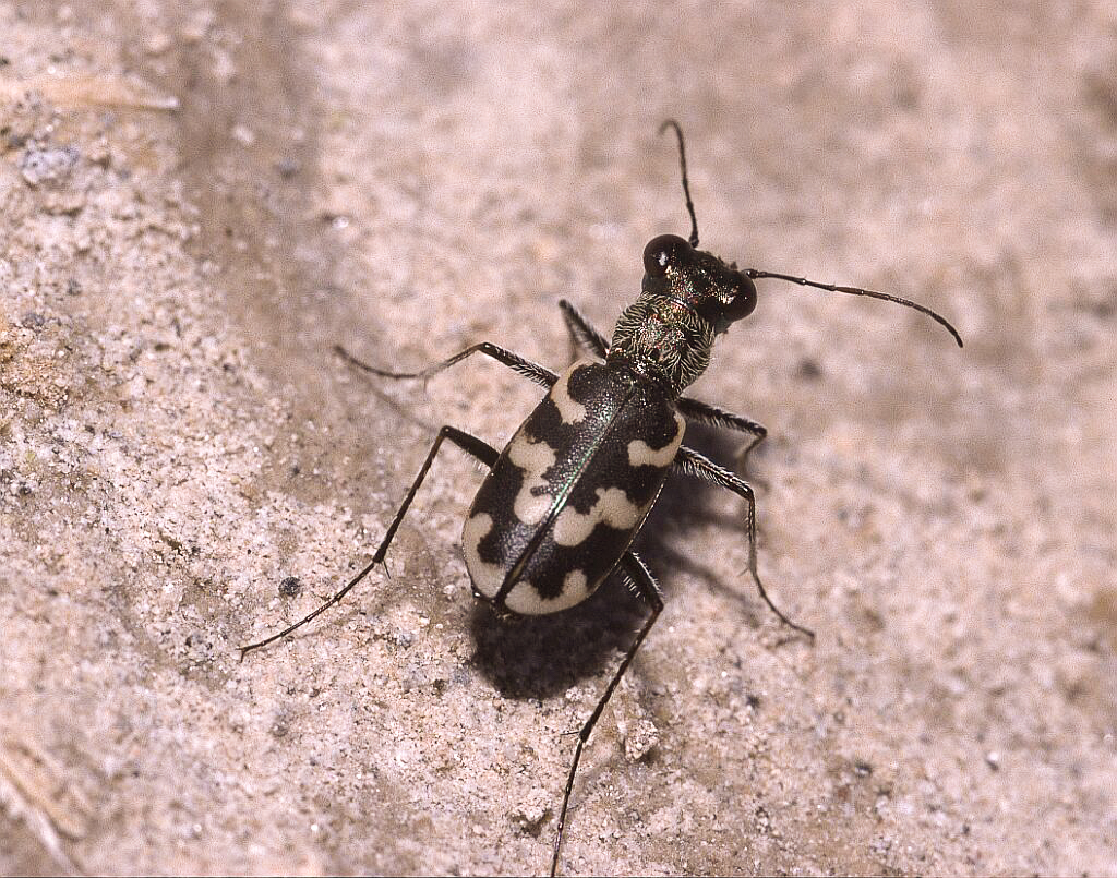 Cephalota eiselti
