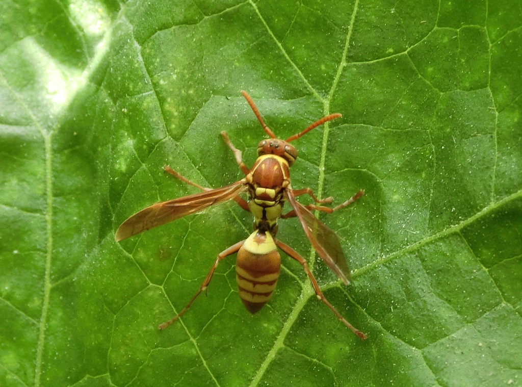 Polistes shirakii