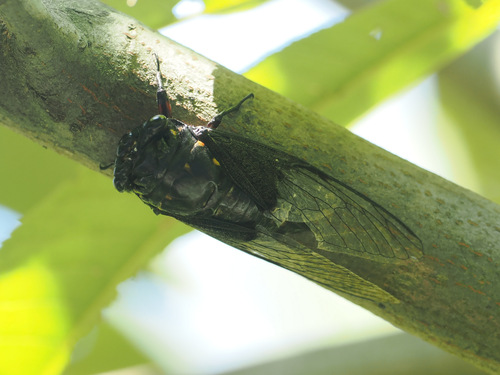 Cryptotympana holsti