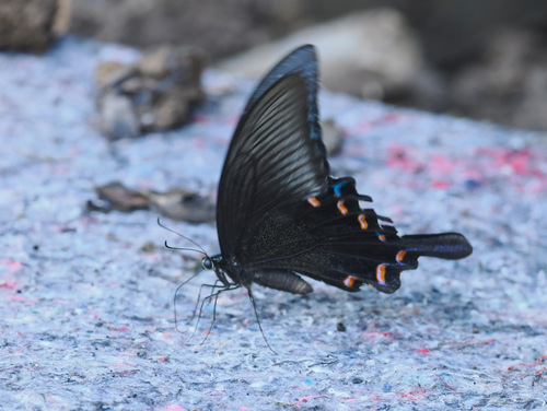 Alpine Black Swallowtail