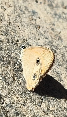 Orange Ringlet