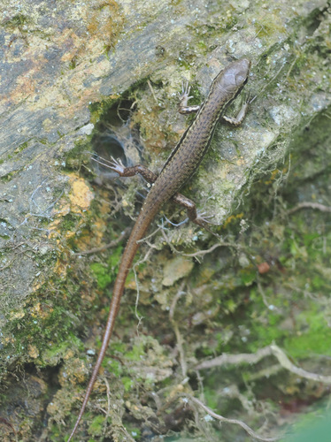 Indian Forest Skink