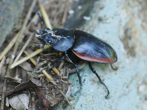 Odontolabis cuvera sinensis