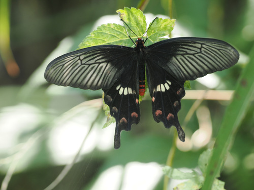 Common Rose Swallowtail