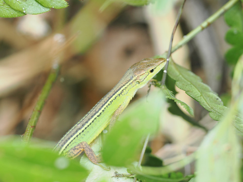 China Grass Lizard