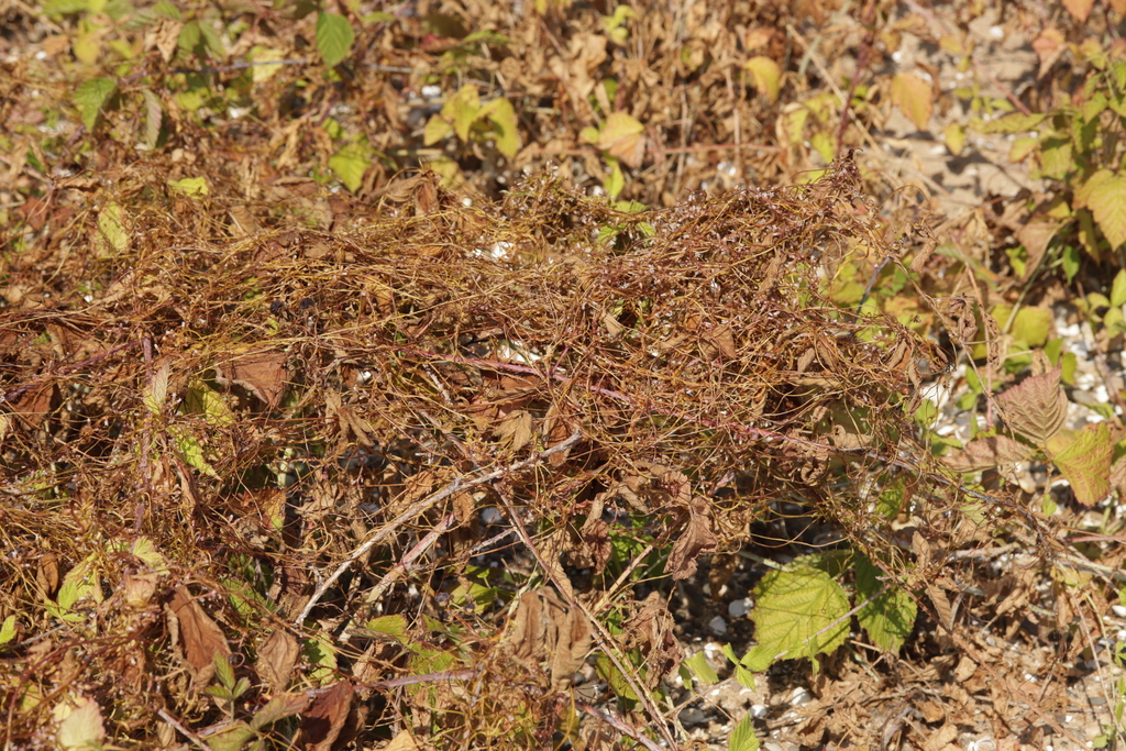 Cuscuta lupuliformis; photograph (c) Björn Sothmann, some rights reserved (CC BY-SA)