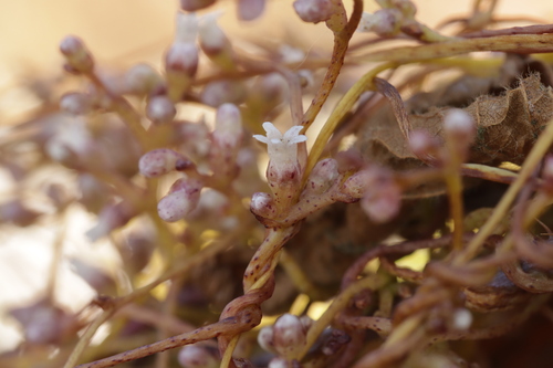 Cuscuta lupuliformis, photograph 3