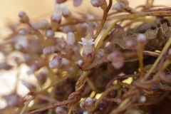 (c) Björn Sothmann, some rights reserved (CC BY-SA) Cuscuta lupuliformis, photograph (c) Björn Sothmann, some rights reserved (CC BY-SA)