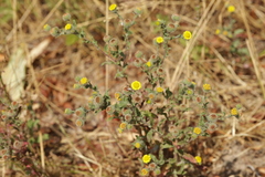 (c) Björn Sothmann, some rights reserved (CC BY-SA) Pulicaria vulgaris, photograph (c) Björn Sothmann, some rights reserved (CC BY-SA)