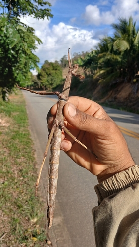 Brazilian Giant Stick Insect
