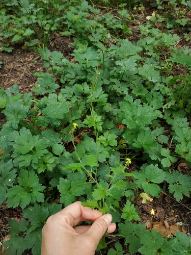 Наблюдение на iNaturalist