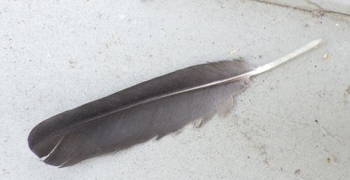 Rabenvögel