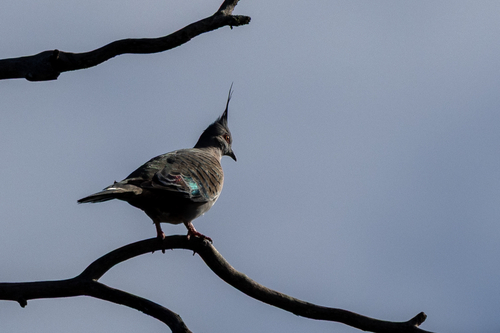 Crested Pigeon