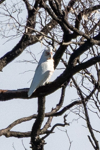 Long-billed Corella