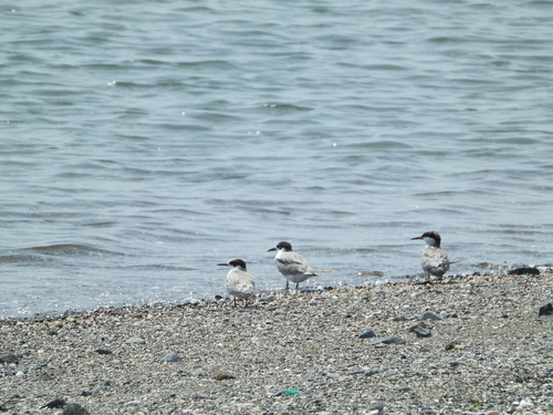 Common Tern
