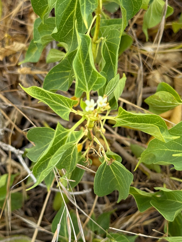 Cionura erecta, photograph 3