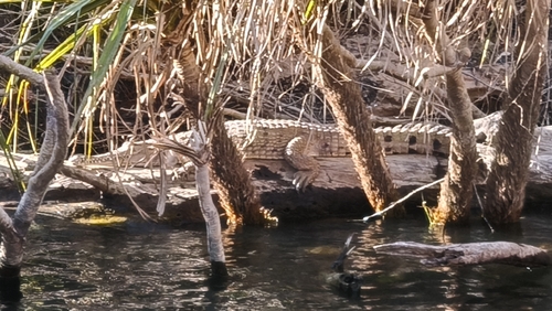 Freshwater Crocodile
