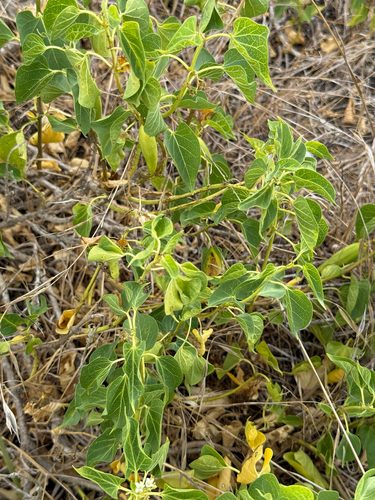Cionura erecta, photograph 2