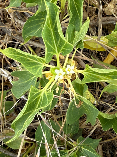 Cionura erecta