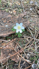 Anemonoides nemorosa