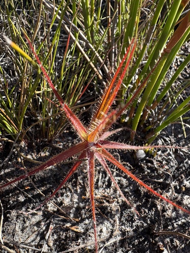 Roridula gorgonias