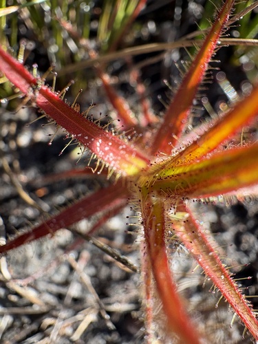 Roridula gorgonias, photograph 2