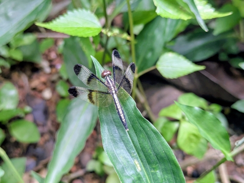 Pied Paddy Skimmer