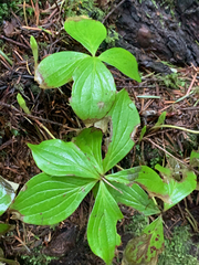 Cornus unalaschkensis