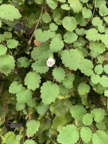 Jovellana repens, photograph 2