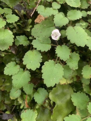 Jovellana repens