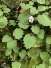 Jovellana repens