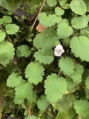 (c) Lorraine Cook, some rights reserved (CC BY) Jovellana repens, photograph (c) Lorraine Cook, some rights reserved (CC BY)