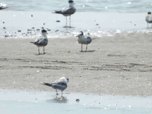 Lesser Crested Tern