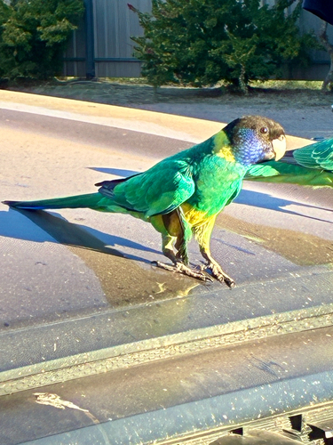Australian Ringneck