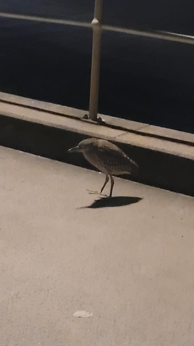 Nankeen Night Heron