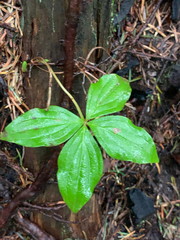Cornus unalaschkensis