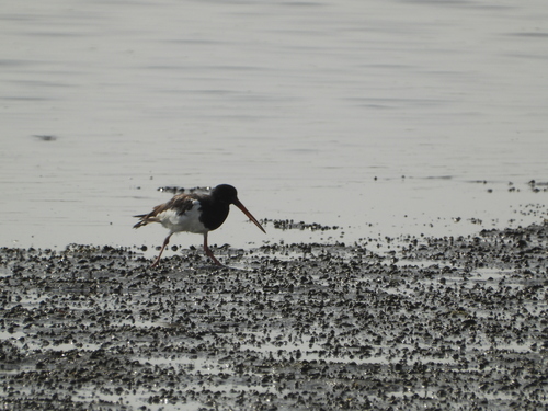 Eurasian Oystercatcher