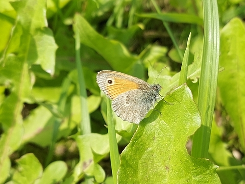 Small Heath