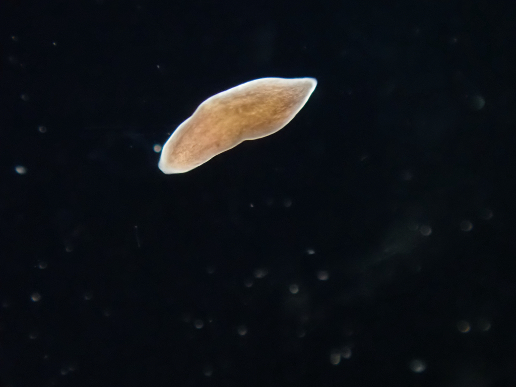 Plagiostomum lemani