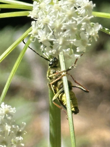 iNaturalist observation photo of Longhorn Beetles
