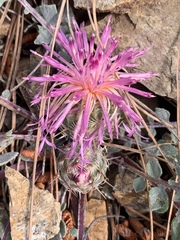 Centaurea urvillei