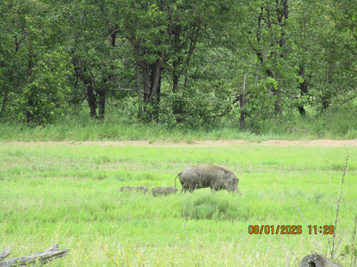 Common warthog