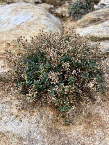 Chaenorhinum origanifolium, photograph 4